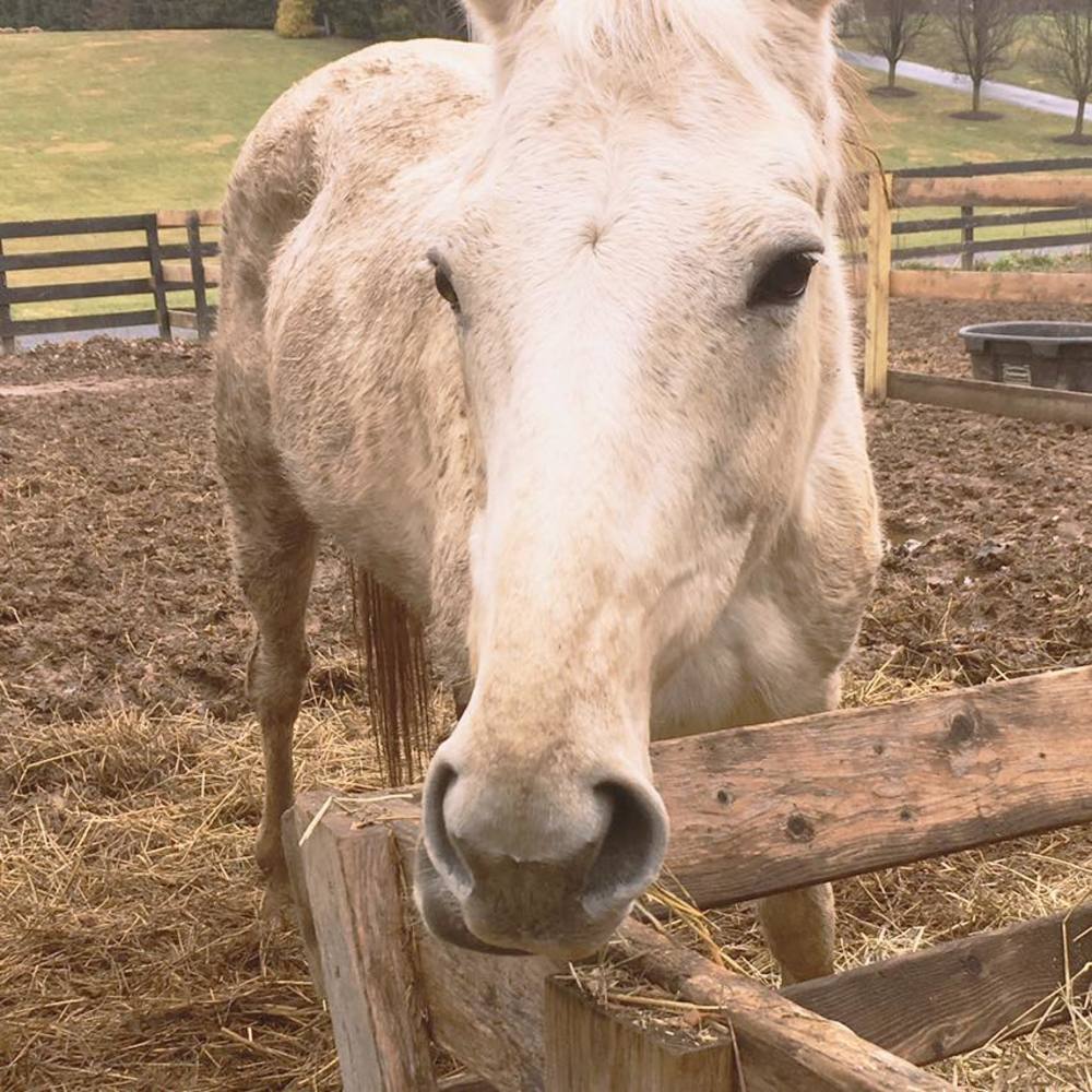 Meet your Posher, Holly